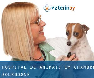 Hospital de animais em Chambre (Bourgogne)