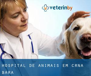Hospital de animais em Crna Bara