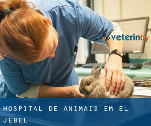 Hospital de animais em El Jebel