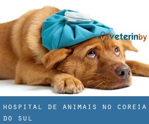 Hospital de animais no Coreia do Sul Hospital de animais no Coreia do Sul