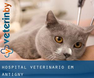 Hospital veterinário em Antigny
