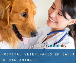 Hospital veterinário em Bahia de San Antonio