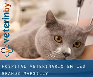 Hospital veterinário em Les Grands Marsilly