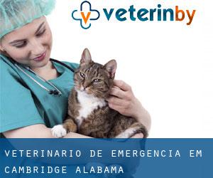 Veterinário de emergência em Cambridge (Alabama)