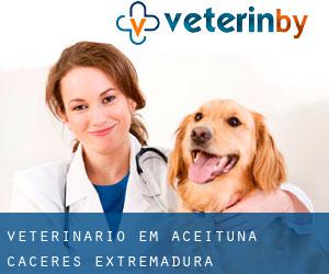 veterinário em Aceituna (Caceres, Extremadura)