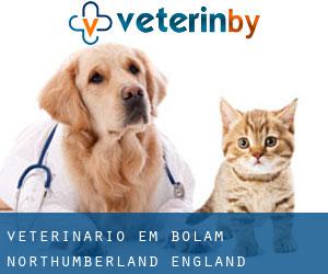 veterinário em Bolam (Northumberland, England)